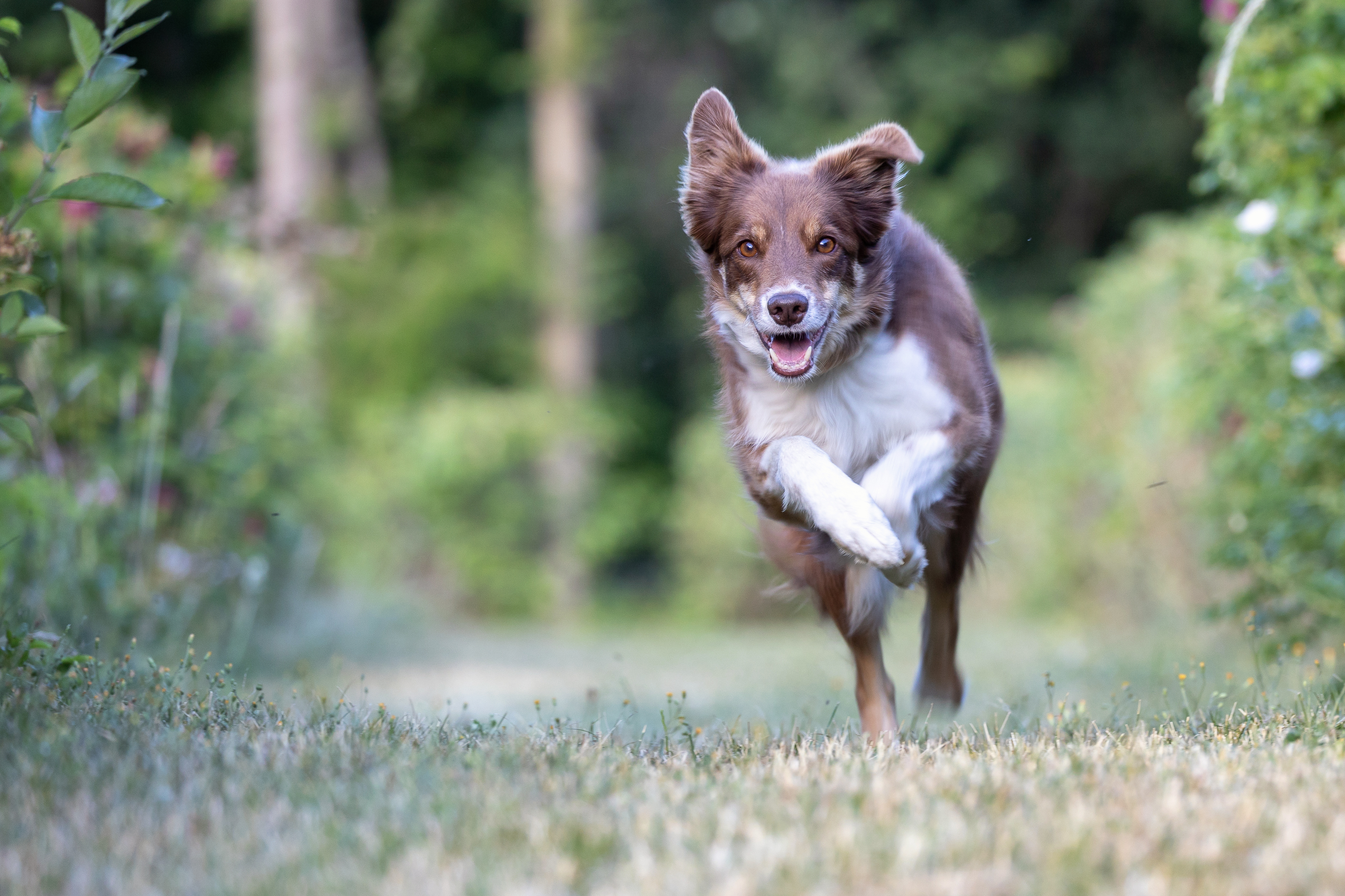 Hundeschule Wolfstein – Fay