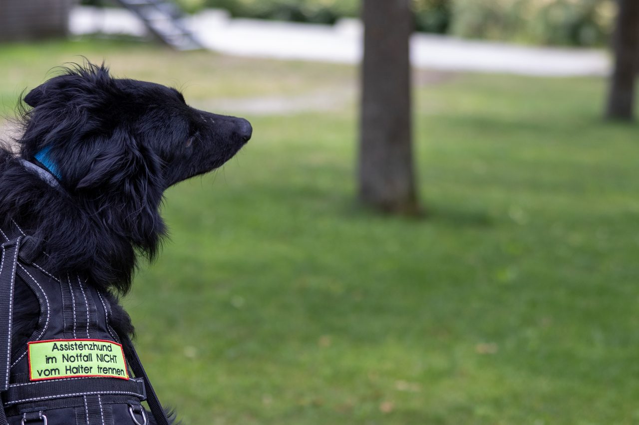 Schwarzer Assistenzhund im Geschirr mit dem Aufnäher „Assistenzhund – im Notfall nicht vom Halter trennen“