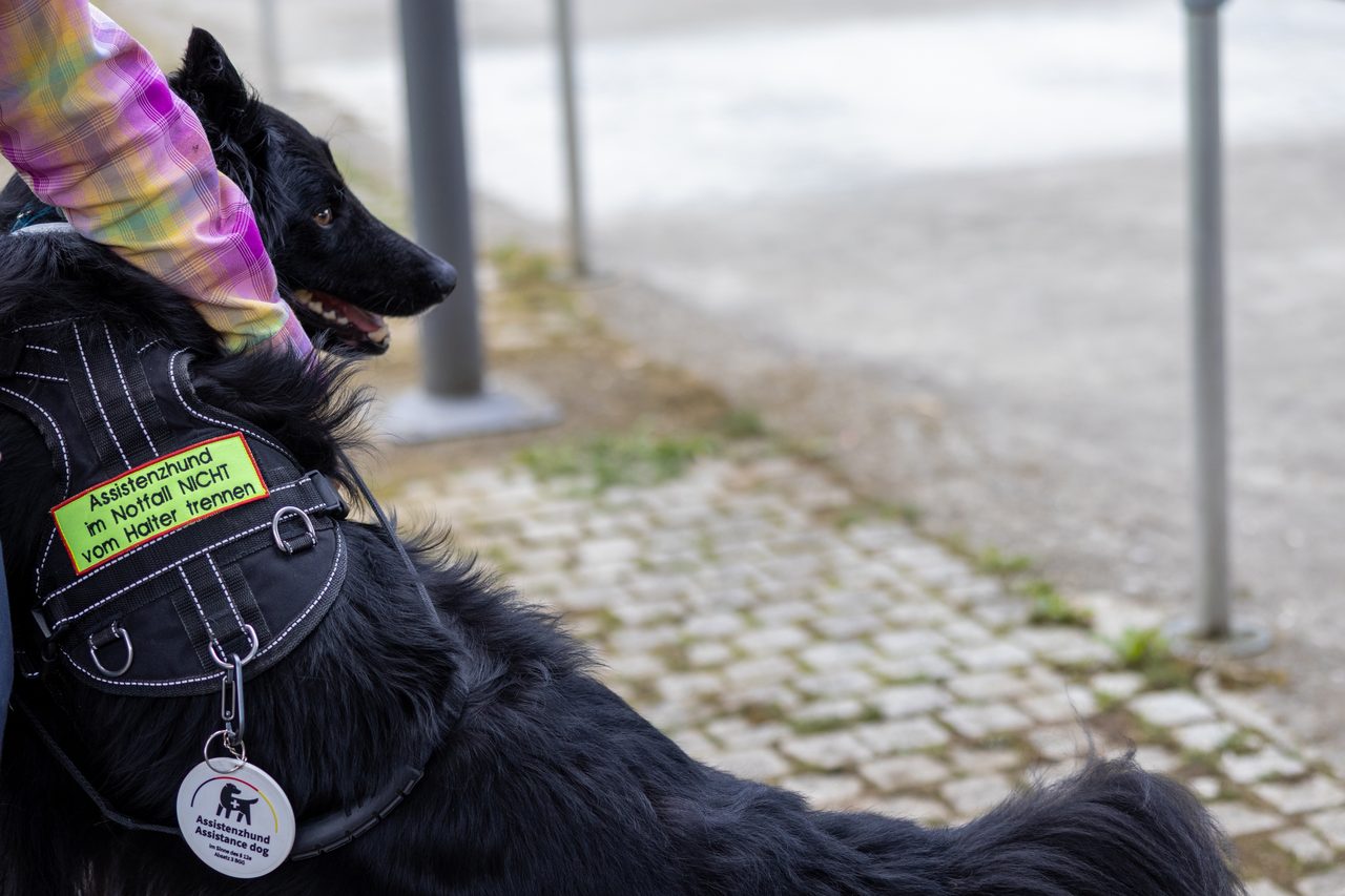 Assistenzhund im Geschirr mit Aufnäher und Kennzeichen liegt neben seinem Menschen