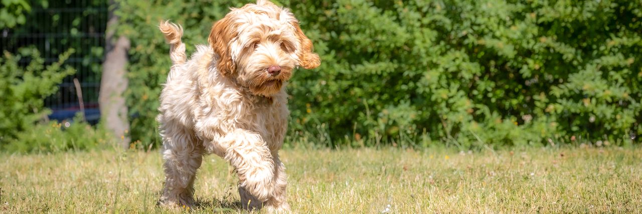 Lockiger Hund läuft über die Wiese
