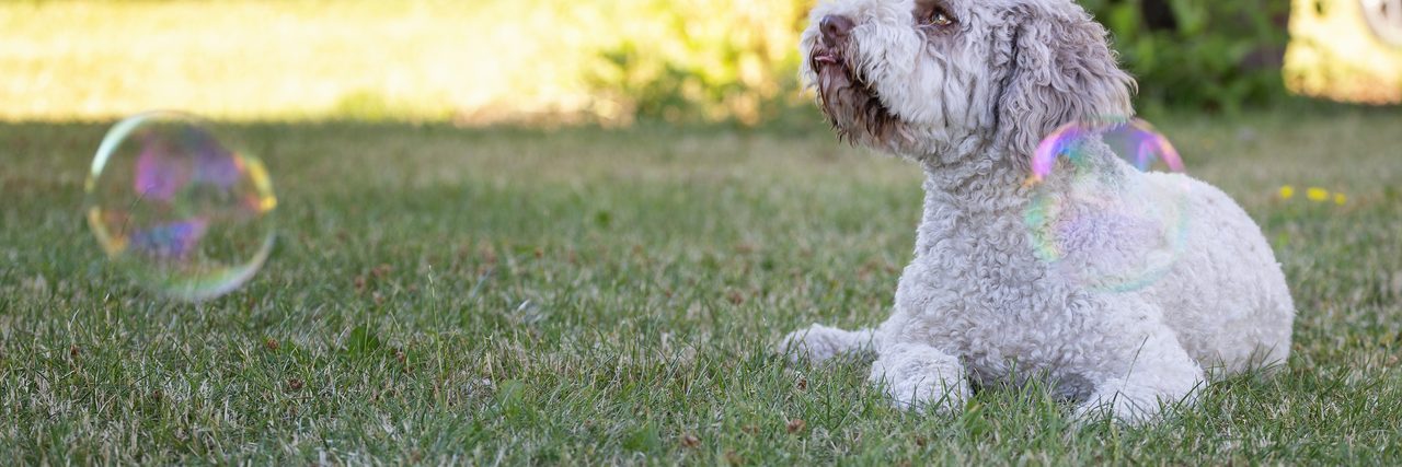Heller, lockiger Hund liegt auf der Wiese und schaut einer Seifenblase nach