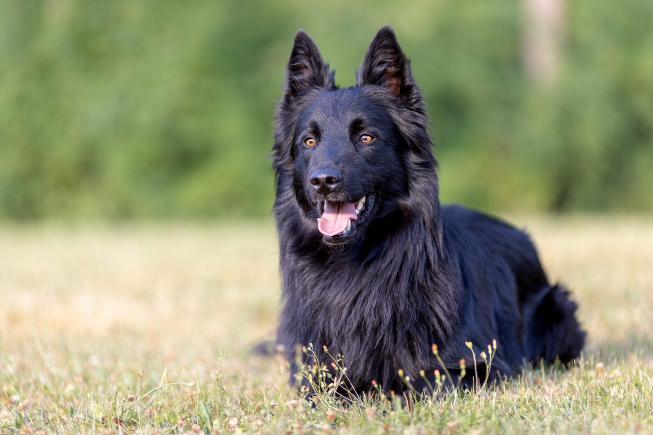 Schwarzer Assistenzhund liegt aufmerksam auf der Wiese