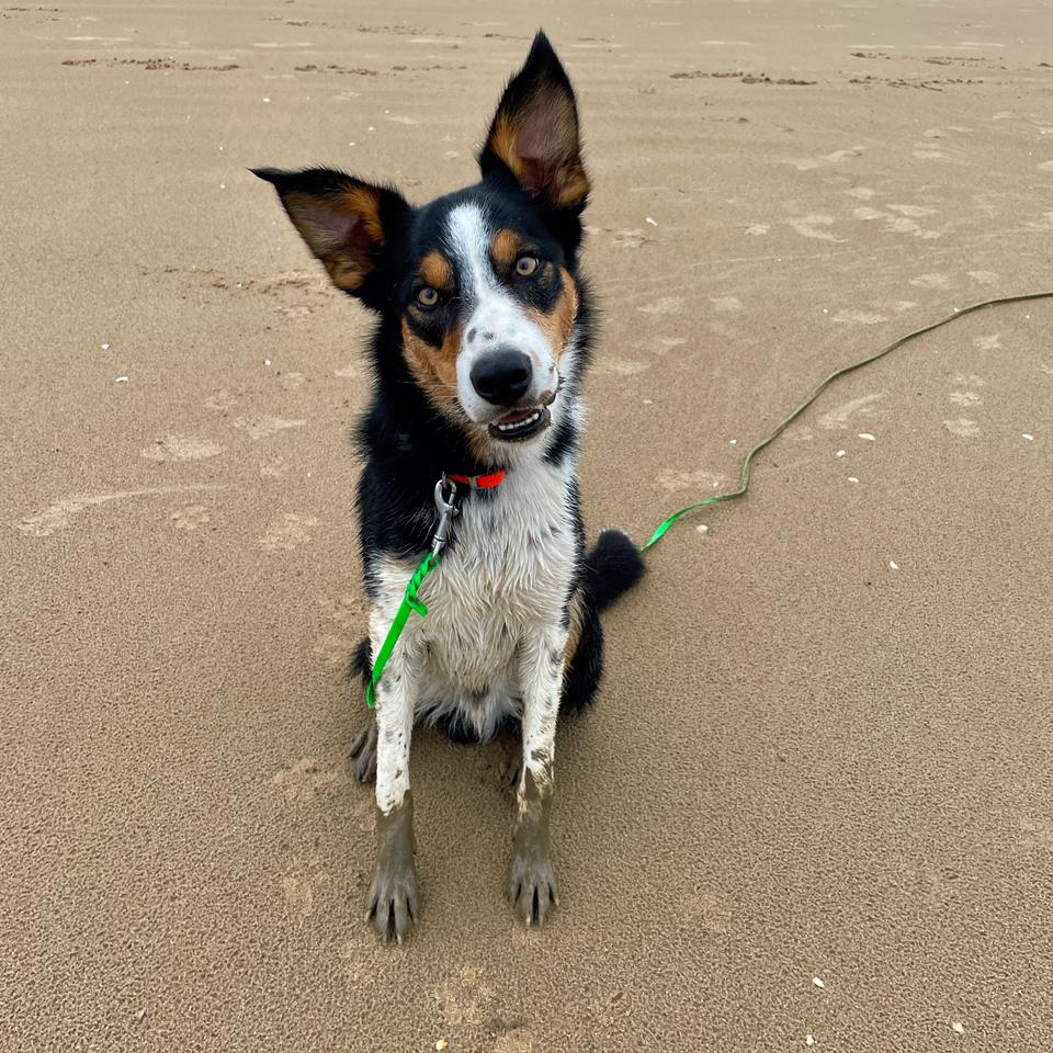 Chip, ein kurzhaariger tricolor Border Collie, sitzt am Sandstrand und schaut nach oben