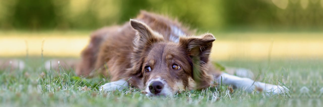 Border Collie Fay liegt im Gras und schaut zur Seite