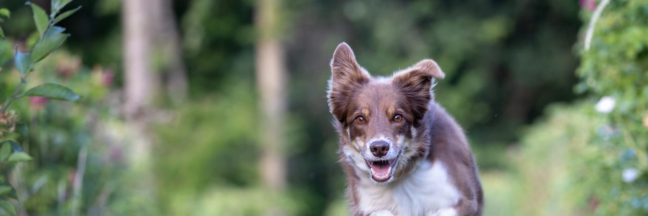 Border Collie Fay rennt über die Wiese auf die Kamera zu