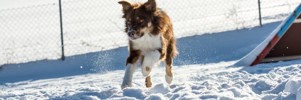 Border Collie Fay läuft durch den Schnee auf dem Übungsplatz