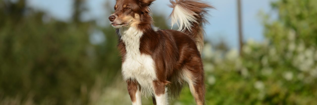 Border Collie Fay steht im Wind auf der Wiese