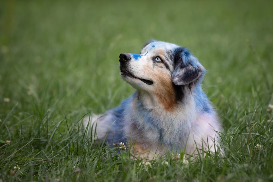 Australian Shepherd liegt im Gras und schaut nach oben