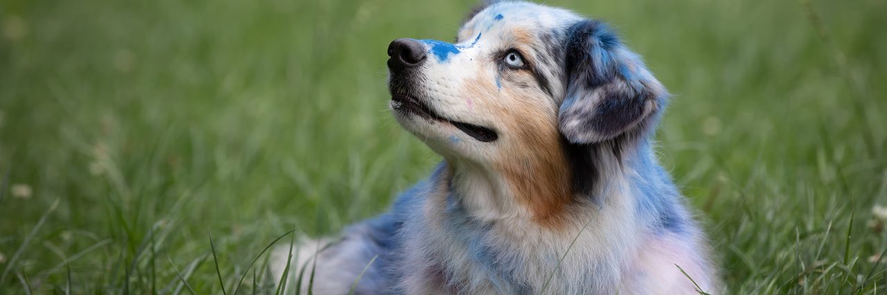 Australian Shepherd liegt im Gras und schaut nach oben
