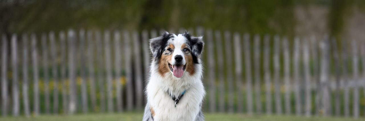 Australian Shepherd sitzt vor dem Holzzaun auf dem Übungsplatz der Hundeschule Wolfstein