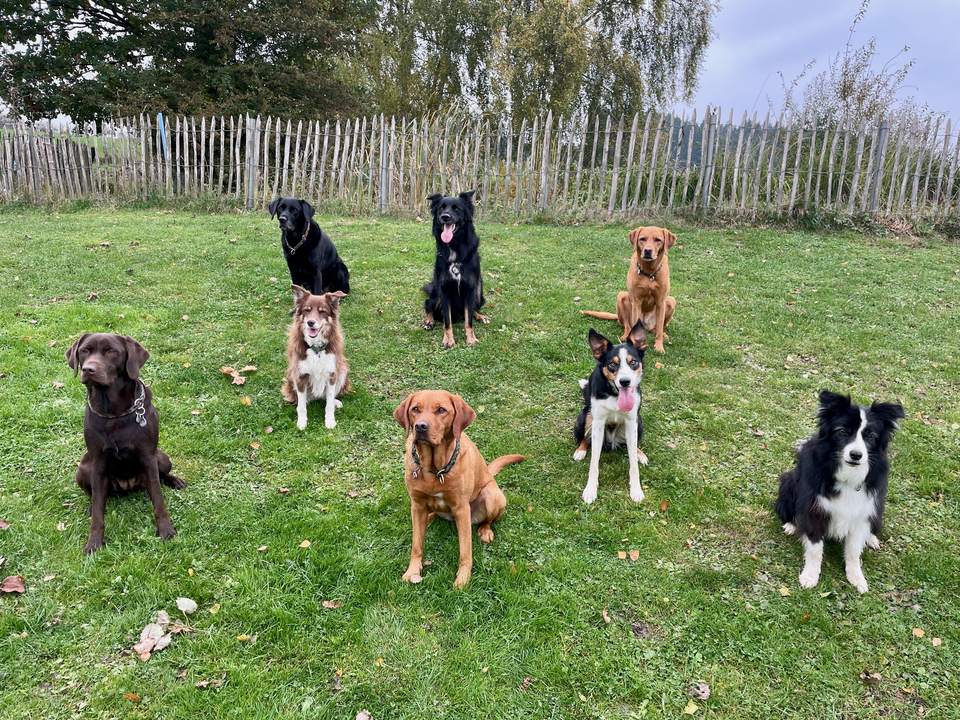 Acht Hunde warten gemeinsam auf dem Übungsplatz