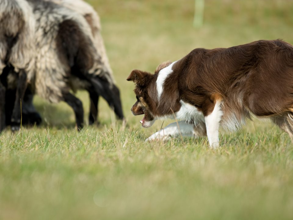 Border Collie bei der Hütearbeit an den Schafen