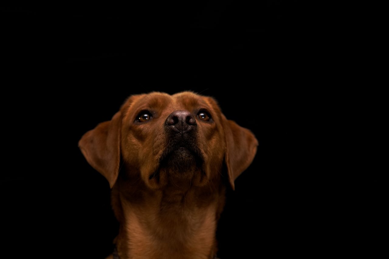Jinjin, foxred Labrador der Hundeschule Wolfstein, blickt vor schwarzem Hintergrund nach oben