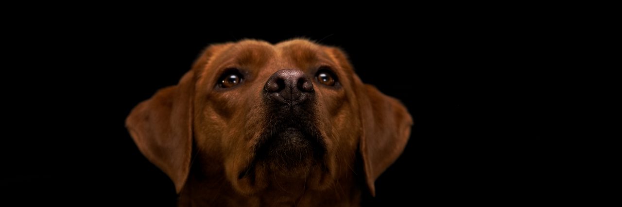 Jinjin, foxred Labrador der Hundeschule Wolfstein, blickt vor schwarzem Hintergrund nach oben