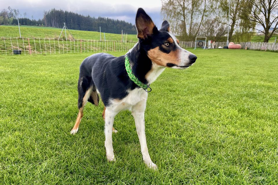 Junger Hund steht aufmerksam auf dem Übungsplatz
