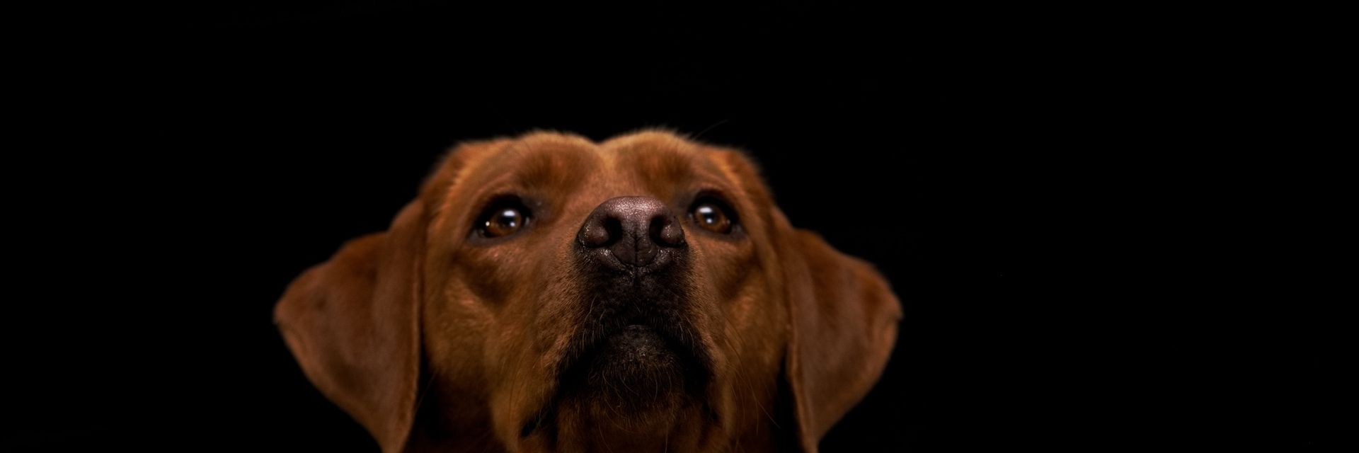 Jinjin, foxred Labrador der Hundeschule Wolfstein