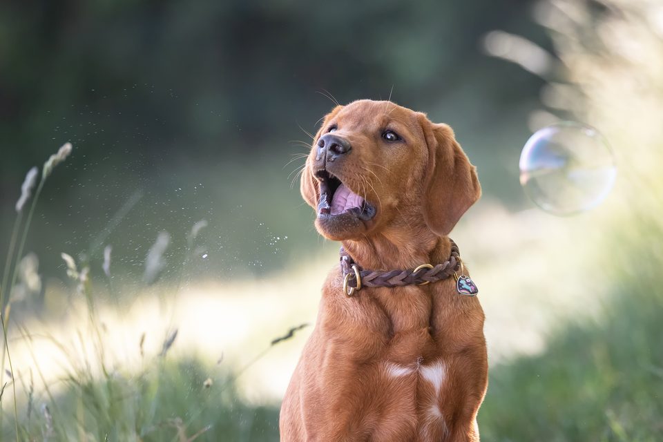 Foxred Labrador im Porträt