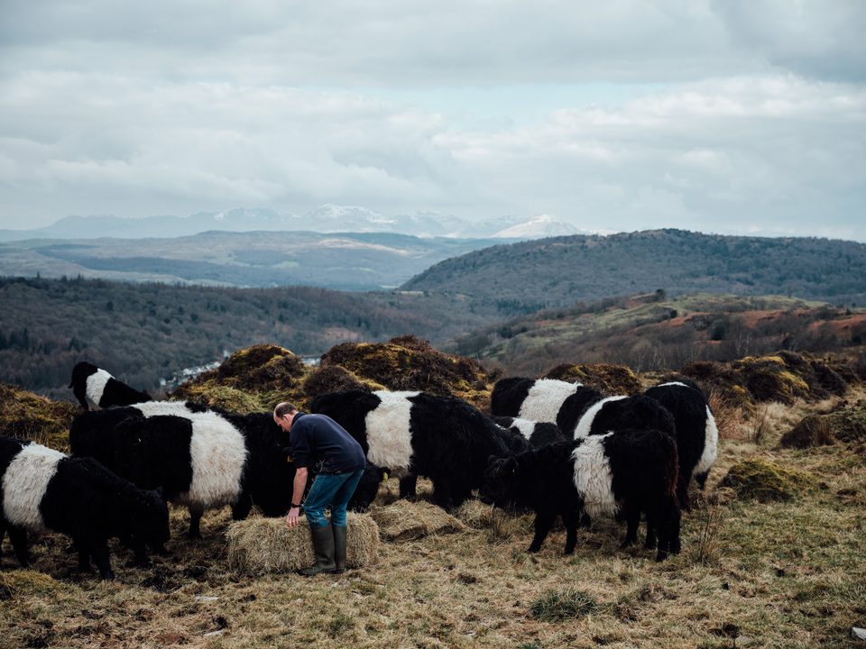 Angus-Rinder auf der Weide in Schottland
