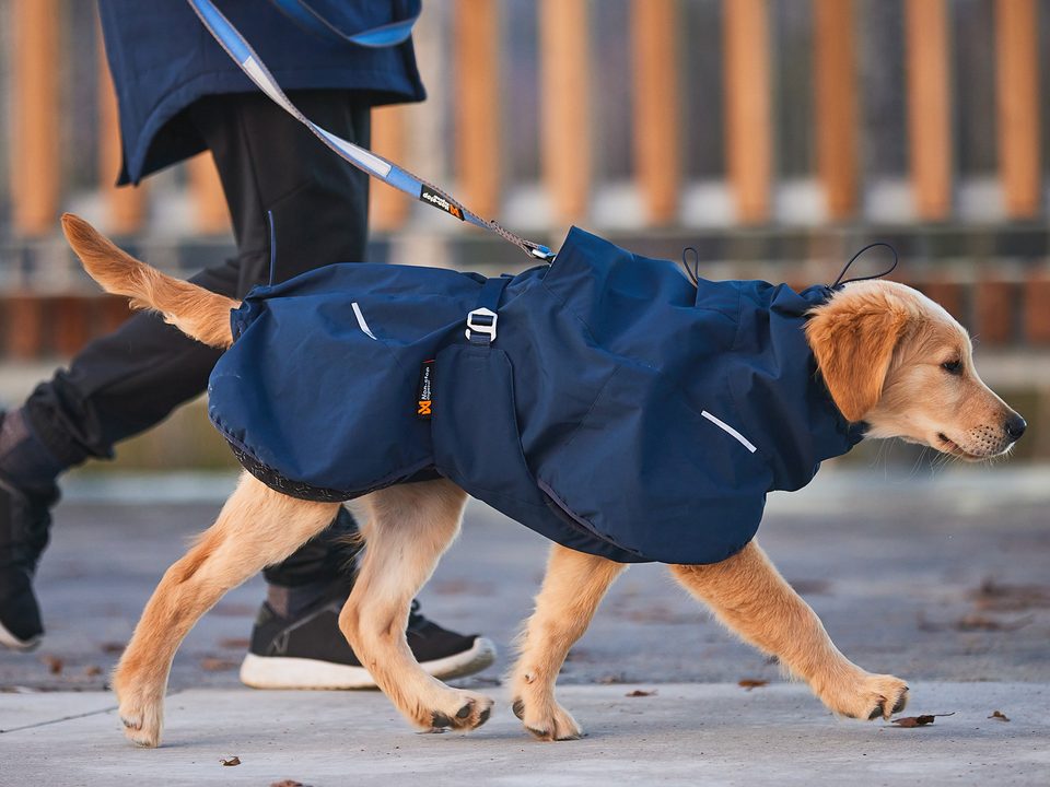 Junger Golden Retriever geht im dunkelblauen Non-stop dogwear Mantel an der Leine neben seinem Menschen