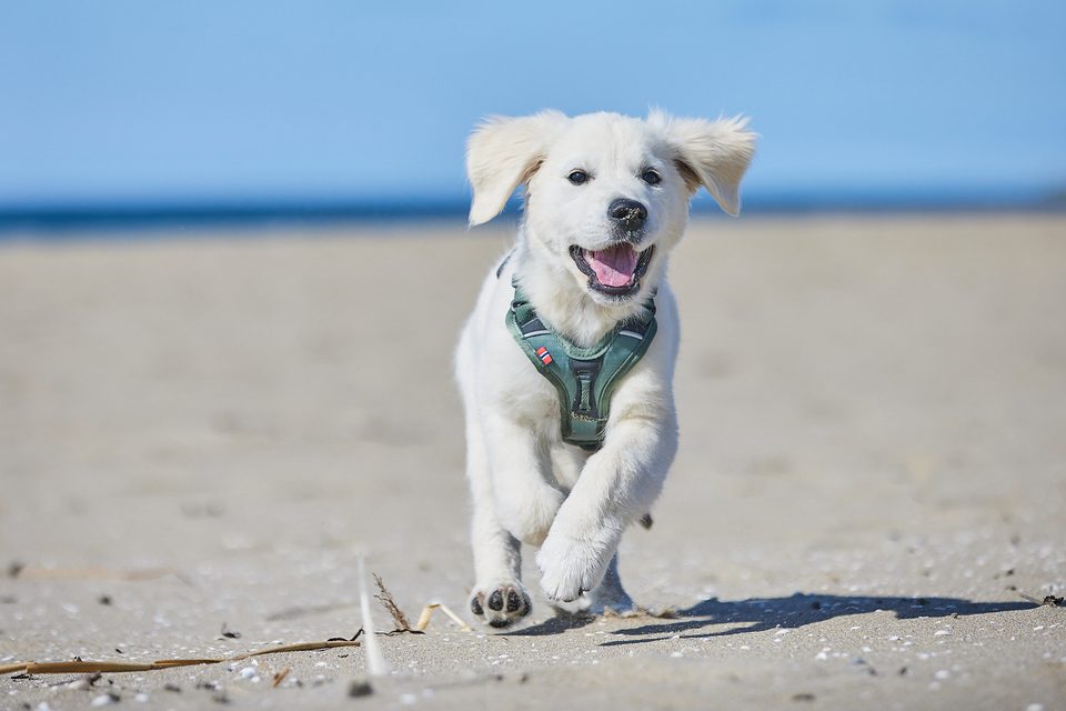 Golden-Retriever-Welpe läuft im kleinen Non-stop dogwear Geschirr über den Strand