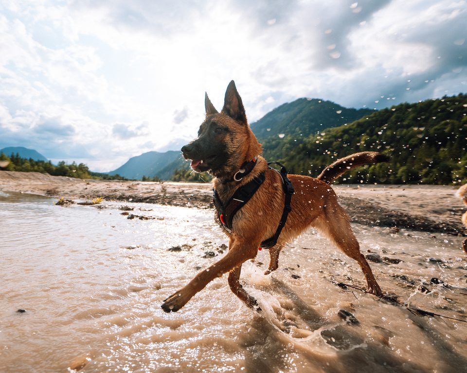 Hund läuft im Non-stop dogwear Rock Geschirr durch flaches Wasser