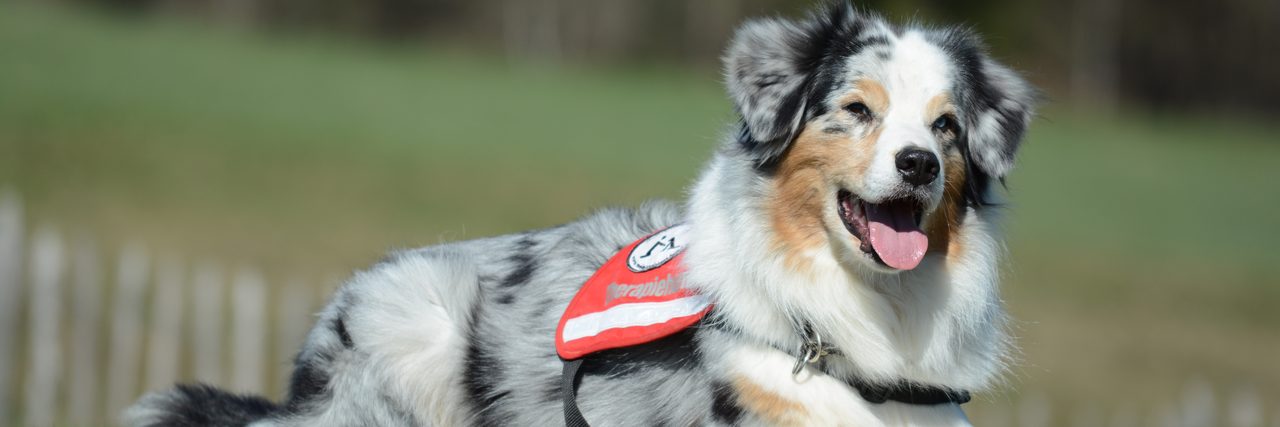 Hund mit roter Kenndecke liegt auf der Wiese