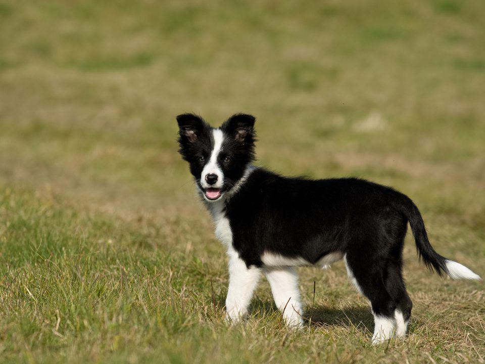 Border-Collie-Welpe steht auf der Wiese