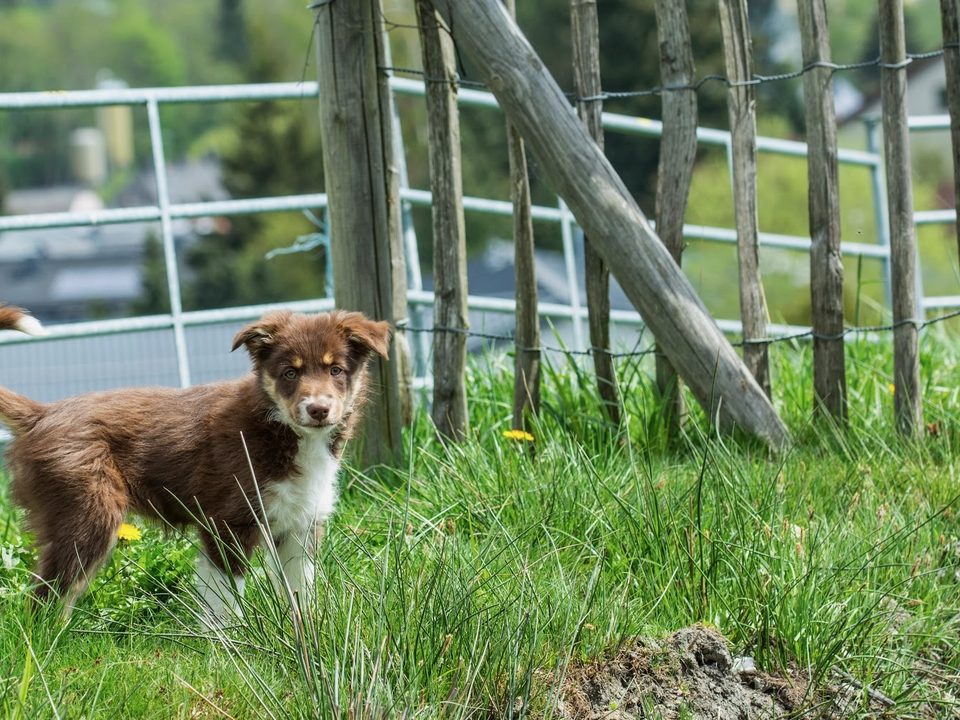 Welpe steht im Gras vor dem Holzzaun