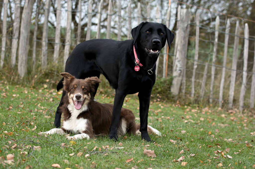 hund border collie labrador pension betreuung