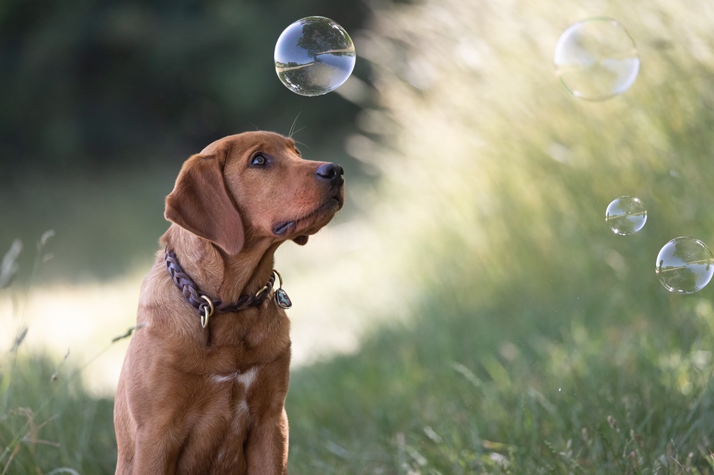 hund labrador retriever handwerk fettleder leinen