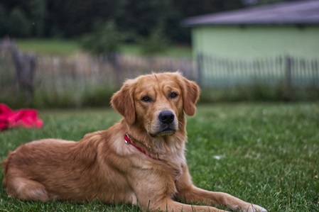 hund golden retriever unterordnung training