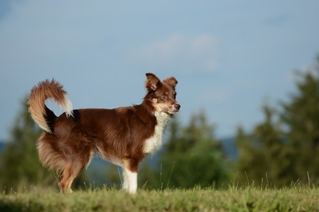 border collie dog