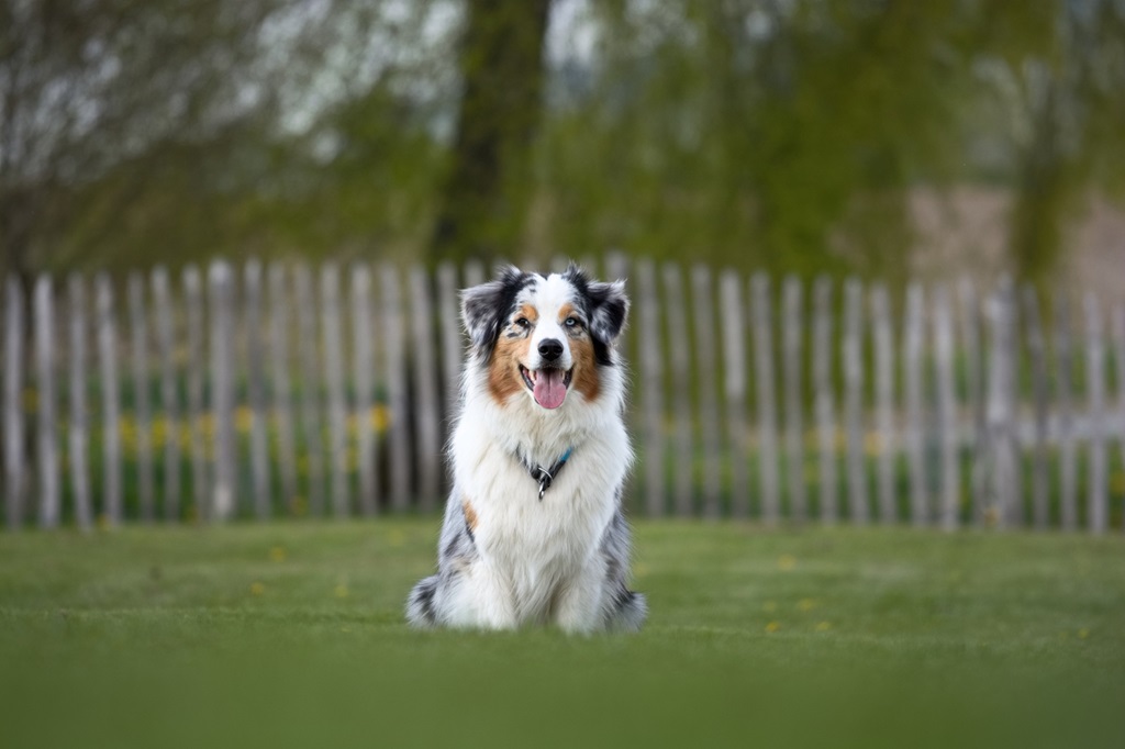 hund australian shepherd