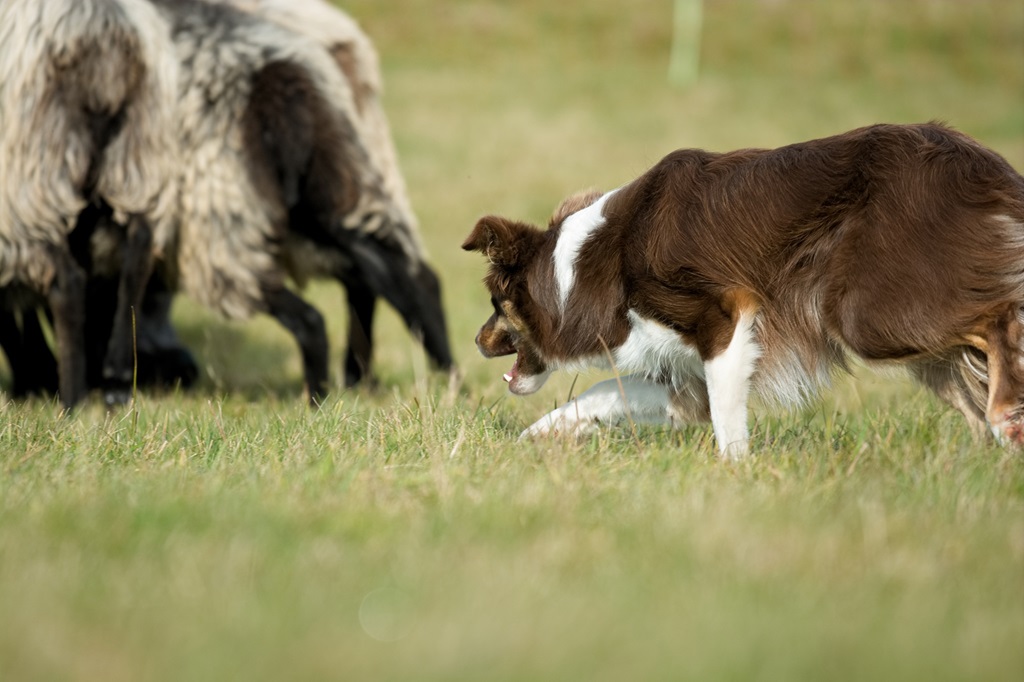 hund border collie hueten schafe hütearbeit