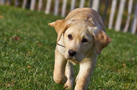 hund dog labrador welpe