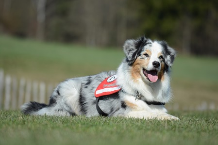 hund australian shepherd assistenzhunde therapiehunde verein