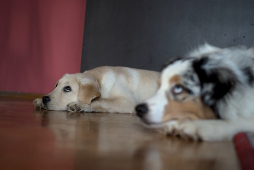 hund labrador unterordnung ablegen